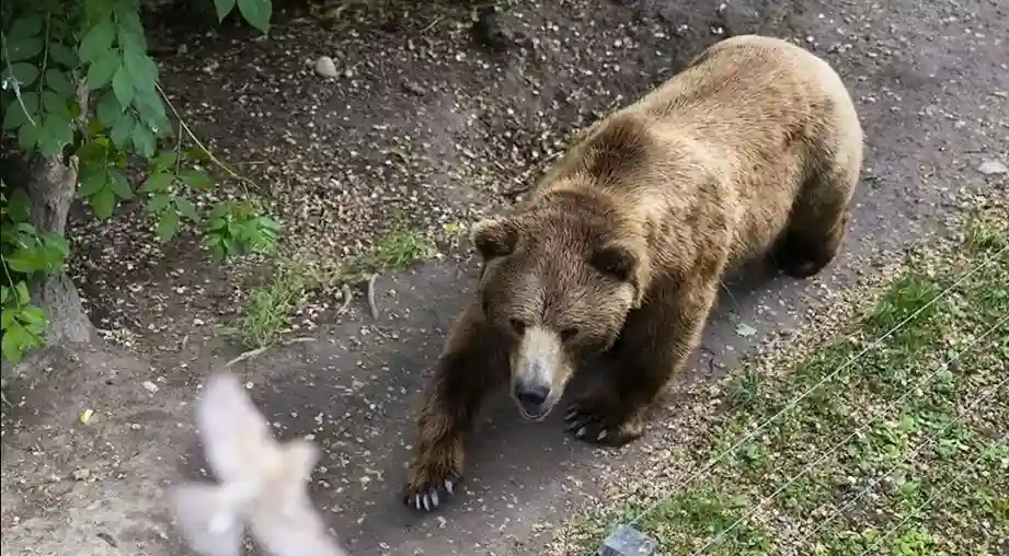 Uomo aggredito e ferito da un orso a Dro, in Trentino