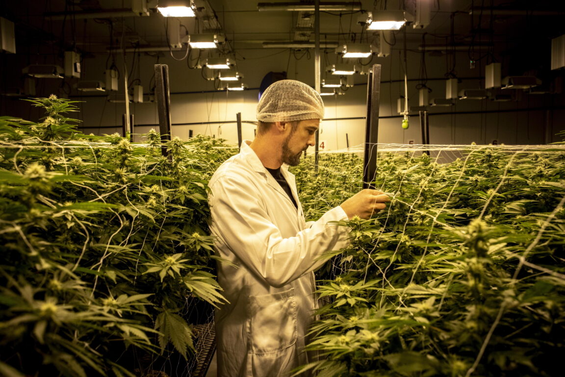 Meloni vieta la cannabis light e sabota l’Italia