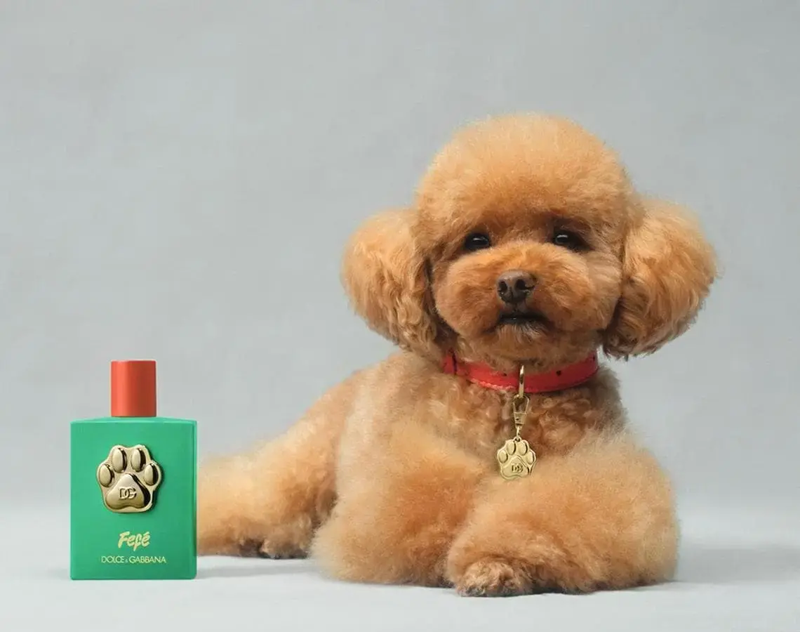 Fermi tutti, Dolce e Gabbana ha lanciato “Fefé”, il profumo per cani Profumo per cani Dolce e Gabbana