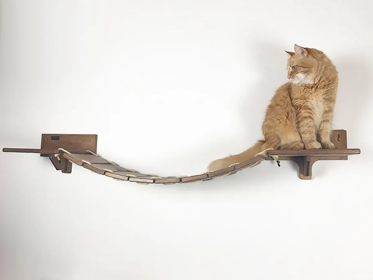 Oggi è la Giornata internazionale del gatto: alcune curiosità per celebrare i mici giornata internazionale del gatto