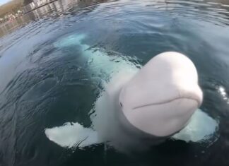 Una balena beluga, “spia russa”, è stata trovata morta al largo della Norvegia
