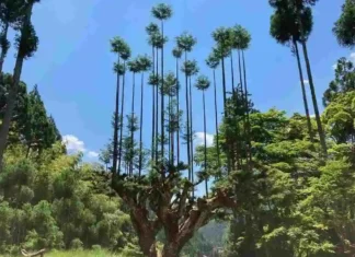 Daisugi, come fare legna pregiata senza abbattere nemmeno un albero daisugi, fonte japandigest.de