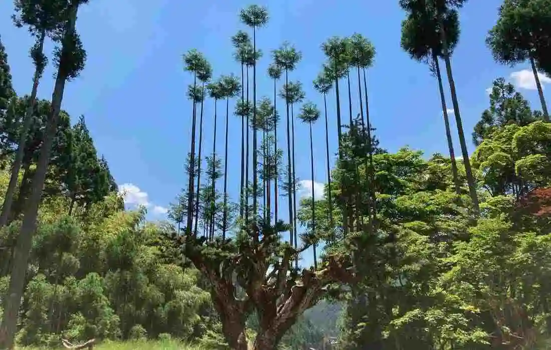 Daisugi, come fare legna pregiata senza abbattere nemmeno un albero