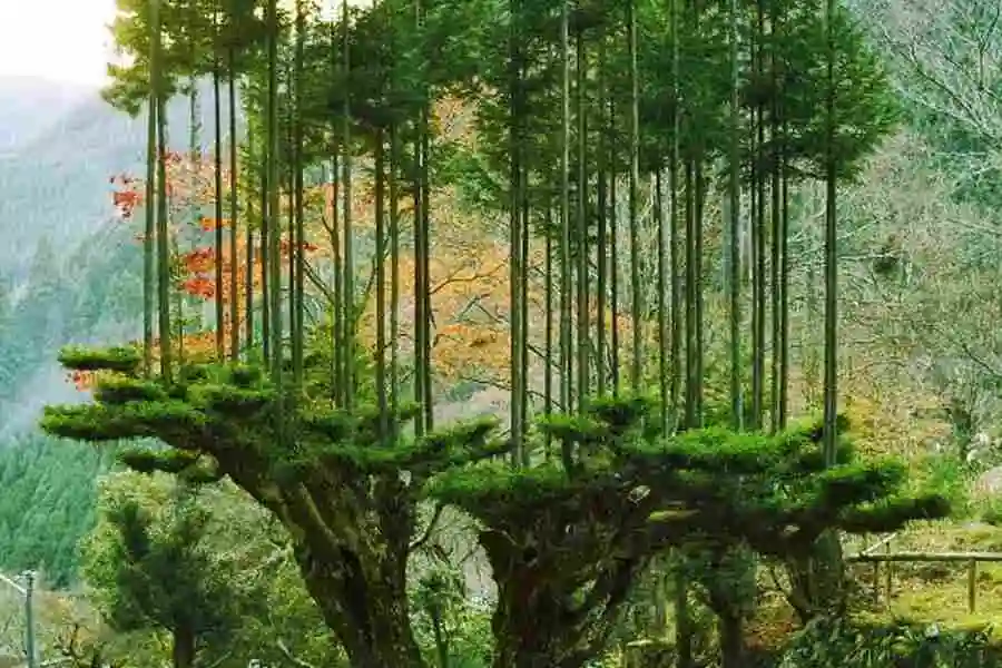 Il daisugi è una riscoperta tecnica giapponese, fonte naturalmania.it