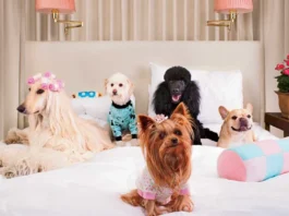 Pelosetti di lusso: arriva l’espansione del settore del pet luxury pet luxury