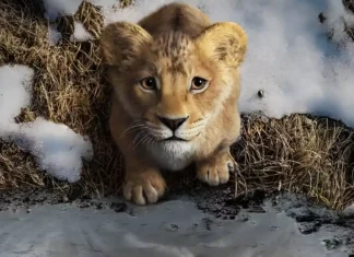 Mufasa – il re leone è la ricerca Shakespeariana del coraggio e del proprio Milele