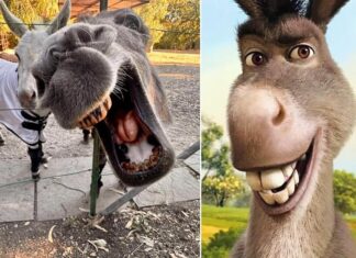 Addio all’asino Perry, l’animale californiano che aveva ispirato il personaggio Ciuchino di Shrek