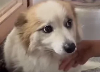 La storia di Pudding, il cane che aspettava la sua famiglia, morta nell’incidente aereo in Corea