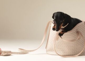 Arriva il pet fashion anche per Coccinelle: presentata la nuova collezione per gli amici pelosi