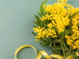 Festa della donna 2025: frasi e citazioni per fare i migliori auguri l’8 marzo