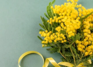 Festa della donna 2025: frasi e citazioni per fare i migliori auguri l’8 marzo
