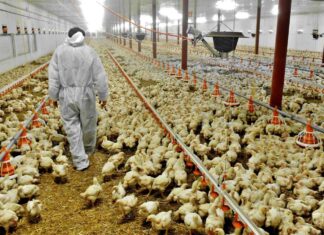 Stati Uniti, rilevato in un allevamento di polli il primo caso di aviaria H7N9 dal 2017