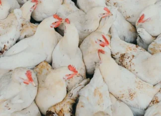 Gli USA chiedono le uova al Veneto: crisi dovuta all’aviaria