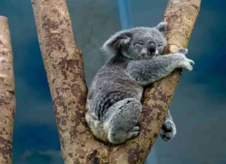 Centinaia di koala sono stati abbattuti in Australia