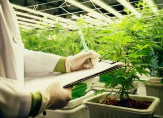 Come si coltiva l’hashish: dalla pianta alla resina