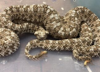 Arrestato un uomo all’aeroporto di Mumbai: nel suo bagaglio c’erano quarantasette serpenti velenosi e cinque tartarughe