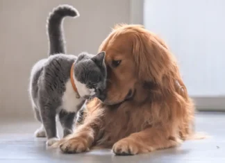 Cute sana, pet felici: l’utilizzo quotidiano dei gel naturali nella routine casalinga