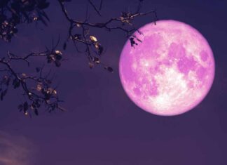 Oroscopo di Paolo Fox per oggi, 3 luglio: Sagittario leggero, carisma alle stelle per il Leone