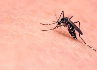 La prima morte del virus West Nile è nel Lazio