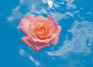 L’acqua di rose è il segreto beauty antico più moderno che c’è