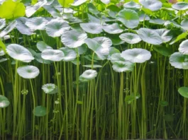 Centella asiatica, perché usarla a fine vacanza?