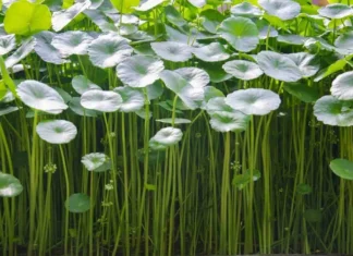 Centella asiatica, perché usarla a fine vacanza?