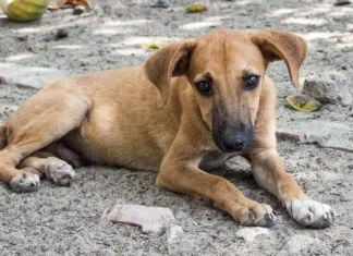 La Corte Suprema indiana ha ordinato l’allontanamento da Nuova Delhi di cinquemila cani randagi