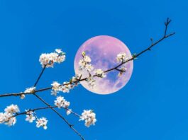 Oroscopo di Paolo Fox per oggi, 6 agosto: giornata speciale per il Cancro, Luna favorevole in Pesci