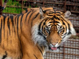 Uno zoo in Danimarca ha chiesto polli e conigli domestici per nutrire i felini