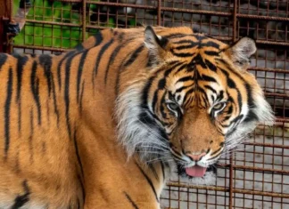 Uno zoo in Danimarca ha chiesto polli e conigli domestici per nutrire i felini