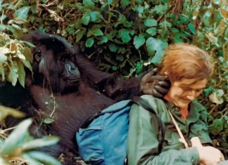 Dian Fossey, l’emancipazione femminile e la zoologia Dian Fossey, fonte britannica.com