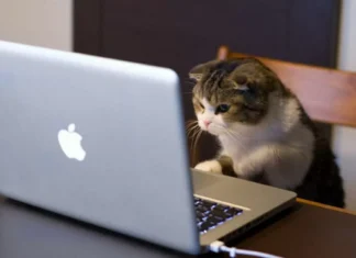 Vittorio Vitiello, il fondatore di Phica.net, è stato tradito dai gattini