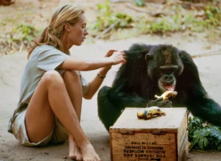 È morta a 91 anni Jane Goodall: etologa celebre per i suoi rivoluzionari studi sugli scimpanzé