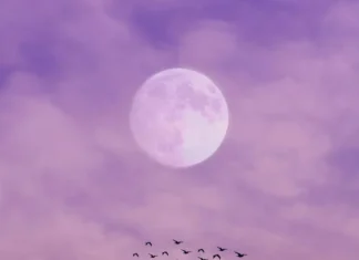 Oroscopo di Paolo Fox per oggi, 8 ottobre: mercoledì vivace per i Gemelli, Luna in equilibrio per la Bilancia