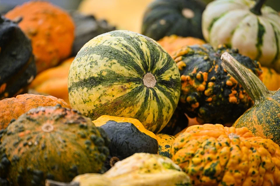 zucca letteratura classica