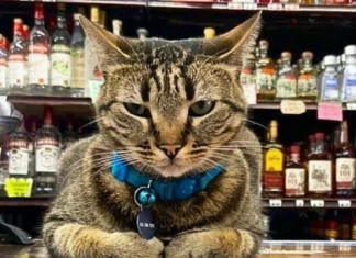 Grandi proteste a San Francisco per la morte di KitKat, un gatto investito e ucciso da un taxi robot
