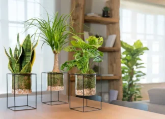 Green interiors: le piante come protagoniste del design domestico