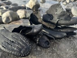 Il mistero delle centinaia di scarpe vittoriane ritrovate in Galles