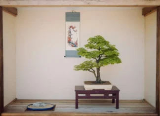 Bonsai a buon prezzo: come scegliere senza spendere una fortuna