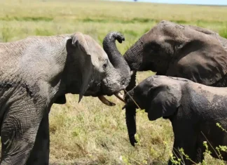 Da sogno a realtà: come Tracks of Africa sta cambiando il modo di vivere i safari