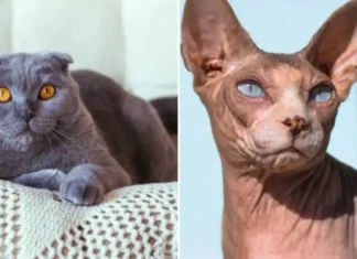 Paesi Bassi, divieto di possesso o esibizione di gatti con tratti genetici dannosi. Spiegate le motivazioni Paesi Bassi Gatti - Photo Credits greenMe