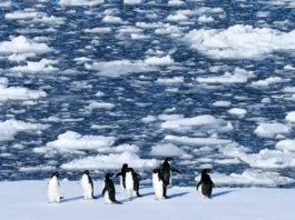 I pinguini antartici hanno cambiato la loro stagione riproduttiva, e c’entra il cambiamento climatico