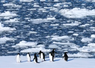 I pinguini antartici hanno cambiato la loro stagione riproduttiva, e c’entra il cambiamento climatico