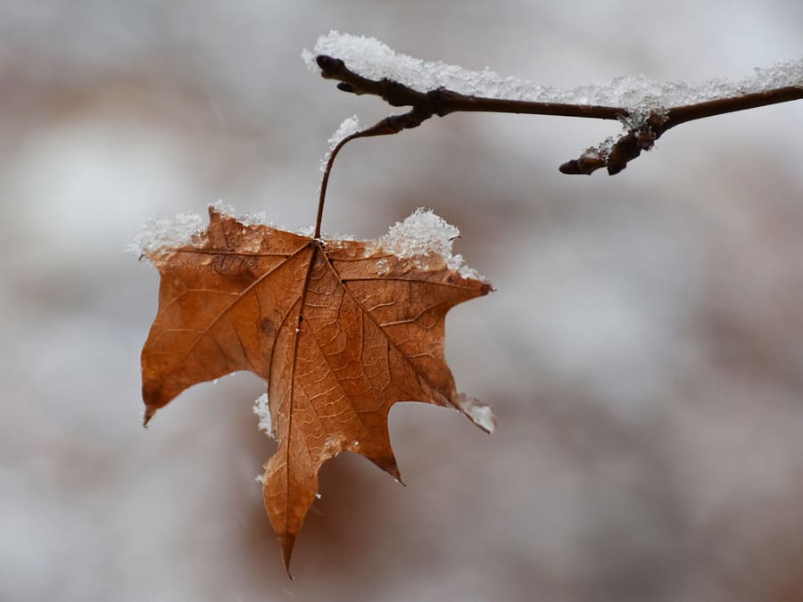 leggere poesie inverno