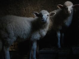‘Agnus Dei’: il film italiano in corsa al FIPADOC Agnus Dei