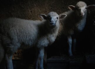 ‘Agnus Dei’: il film italiano in corsa al FIPADOC Agnus Dei