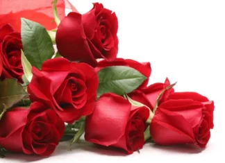 Secondo alcuni test, le rose di San Valentino sono eccessivamente ricoperte di pesticidi