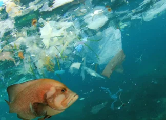 I cambiamenti climatici abbassano il livello delle acque nel Mar Baltico. Com’è possibile? Mar Baltico - Photo Credits Euro Consulting