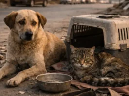 Diritto alla fuga, dovere di cura: la guerra non giustifica l’abbondono degli animali Animali Guerra - Photo Credits LiveSicilia