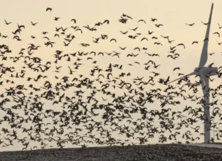 Turbine eoliche tra clima e biodiversità: sono davvero un pericolo per gli uccelli? Turbine Eoliche Uccelli - Photo Credits Focus